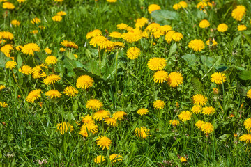 Obraz premium Blumenwiese mit gelben blühenden Löwenzahnblumen, Deutschland