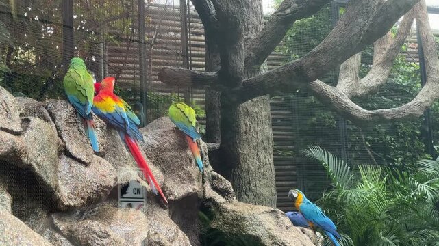 Scarlet macaws Ara macao and a blue and yellow macaw Ara ararauna perched on rocky formations in a tropical aviary. Exotic parrots, colorful plumage, wildlife conservation, avian diversity.