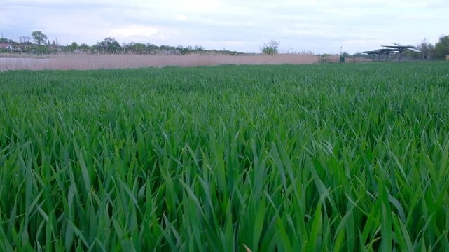 Agronomist using a smartphone to check and take photos of wheat ears in the field.
