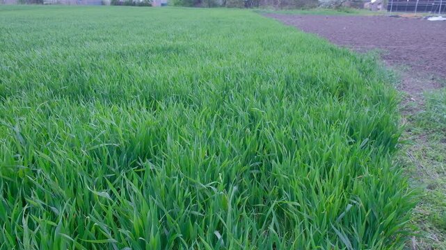 Agronomist using a smartphone to check and take photos of wheat ears in the field.