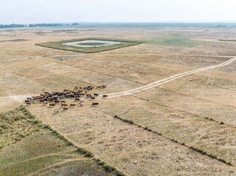 Aerial view of a herd of cattle walking along a dirt path across dry agricultural fields with a small square pond in the distance under a clear sky in Sylhet, Sylhet Division, Bangladesh.