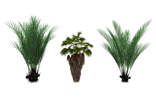 Two green palm trees one central hairy fan palm leaves botanical collection.