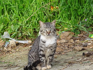 Fototapeta premium cat in the grass