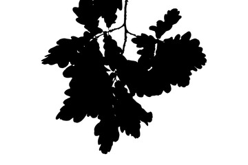 Fototapeta premium Black and white photograph of an oak branch with leaves. Flowering period.