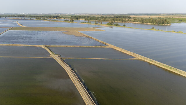 Aerial view of the flooded rice paddies at Isla Minima with dirt paths and green trees under a clear sky in Coria del Rio, Andalusia, Spain.