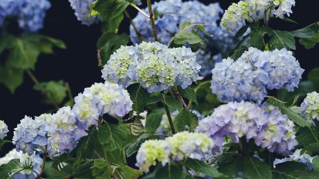 Close-up shot of a hydrangea bush in bloom - gardens and parks in bloom