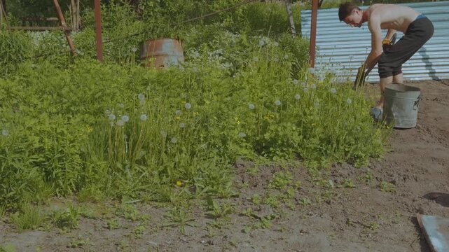 Weeding the ground, weeding the soil, clean the soil of weeds, remove weeds in the soil