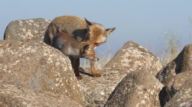 Wild red fox male engaging in grooming behavior with its cub.(Vulpes vulpes) engaged in grooming behavior on basalt rocks in the Golan Heights, Israel.