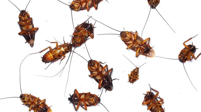 A group of dying cockroaches moving on a clean white surface. High-quality footage for pest control services, public health awareness, or biology education concepts