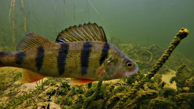 Close underwater profile shot of a European perch - Perca fluviatilis - swimming calmly in front of dense elodea on a sandy lakebed.