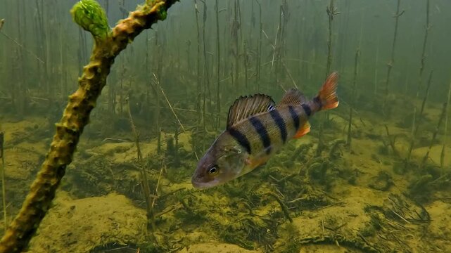 Static European perch - Perca fluviatilis - holds position in calm lake water, framed by elodea vegetation over a pale sandy substrate.