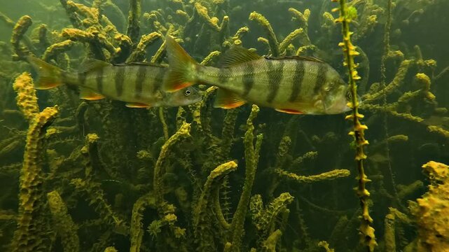 European perch - Perca fluviatilis - swim across the frame in side view with massive elodea vegetation covering the lakebed behind them.