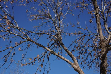 Obraz premium Bare tree branches against clear blue sky in winter season