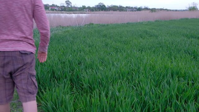 Agronomist using a smartphone to check and take photos of wheat ears in the field.