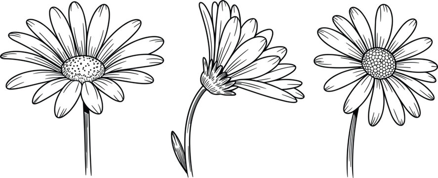 Daisy flower sketch outline set, hand drawn black chamomile botanical illustration vector elements on white
