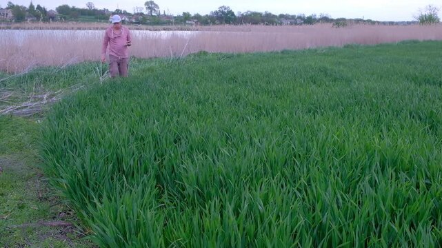 Agronomist using a smartphone to check and take photos of wheat ears in the field.
