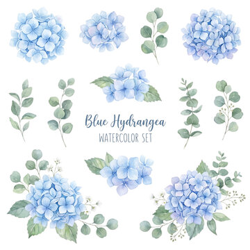 Blue hydrangea and eucalyptus watercolor floral set