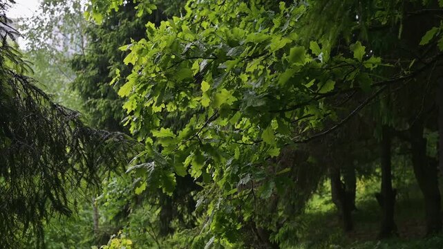 vibrant green leaves interspersed with dark tree branches.
