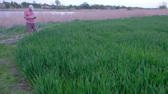 Agronomist using a smartphone to check and take photos of wheat ears in the field.