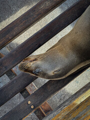 Obraz premium Low angle of sea lion sleeping on pier bench at night, Galapagos Islands. Wide perspective with bokeh lights, metal railing and canopy above.
