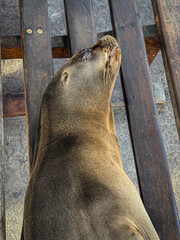 Obraz premium Macro portrait of sleeping sea lion on wooden planks, Galapagos Islands. Extreme close up of snout with long whiskers and spotted nose at night.
