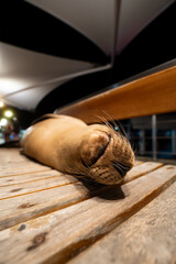 Obraz premium Wide angle of sea lion pup curled on pier bench, Galapagos Islands. Low perspective with canopy, street lights and blurred figure in background.