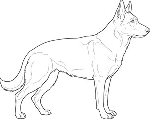 Fototapeta premium Detailed line drawing of strong alert dog in profile with upright ears and muscular body for educational illustration use
