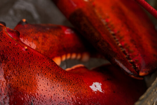 Close up of cooked lobster body and claw on ice in gold bowl. Angled view of dark red carapace with speckled texture against hammered metal rim.
