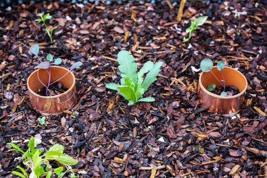 Seedlings growing in wood chip mulch with copper protection