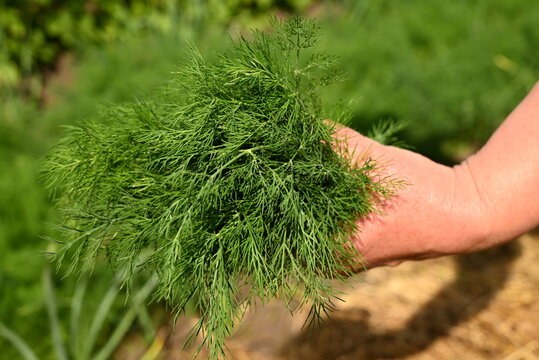 Freshly harvested green dill Anethum graveolens branch bunch in hand. Close up of organic garden culinary herbs, aromatic healthy kitchen seasoning, farming agriculture.