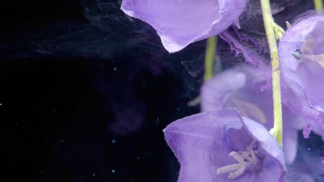 Intimate view of violet flower petals and textures. Close examination of violet bellflowers showcasing refined textures and gentle movement effects