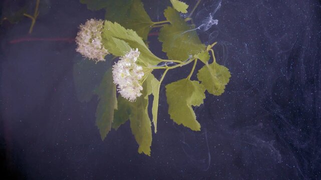 Green leafed cluster suspended underwater, gentle rotation over black backdrop, scientific specimen vibe, soft motion, quiet botanical composition