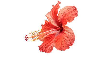 Beautiful fresh red hibiscus flower blossom tropical flora close up isolated on transparent background © nova-png