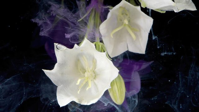 White bellflowers drifting through violet smoke and ink, silky petals brushing dark backdrop, cinematic slow motion highlighting texture and graceful curves