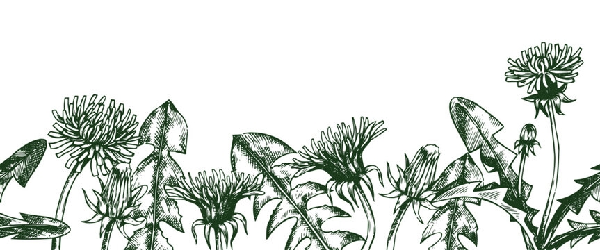 horizontal border of dandelion flowers. seamless frame in sketch vintage style.