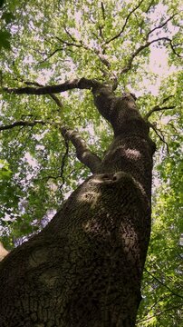 Low Angle Shot of Ancient Oak Tree Canopy with Ambient Birdsong Audio, 4K.