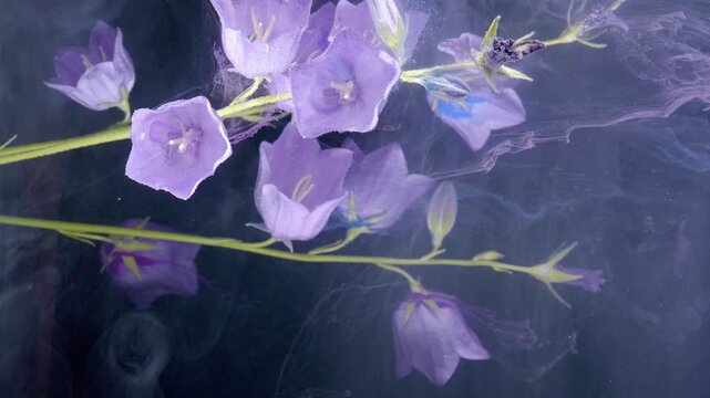 Purple bellflowers submerged in dark water, ink wisps curling around delicate stems and petals, moody cinematic closeup capturing fluid motion and soft violet