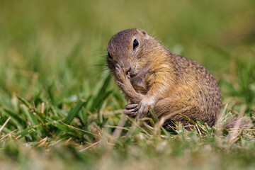 Ziesel (Citellus citellus) © Rolf Müller