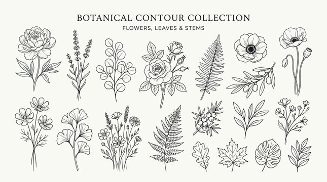 Botanical Contour Collection Flowers Leaves and Stems Illustration.
