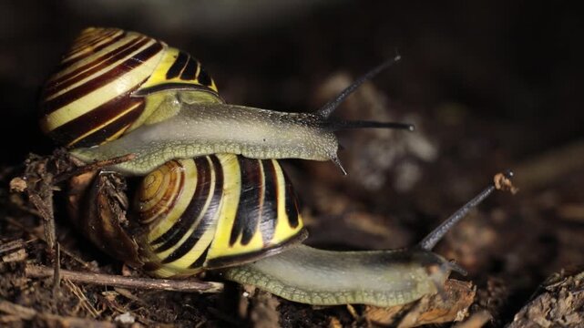 A snail on a rock. Photographing a snail in nature. Macro photography of animals. Natural background with live movement.