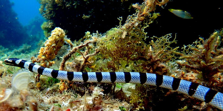 Philippines sea life