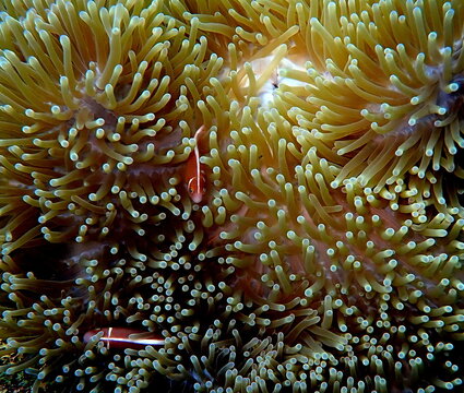 Philippines sea life