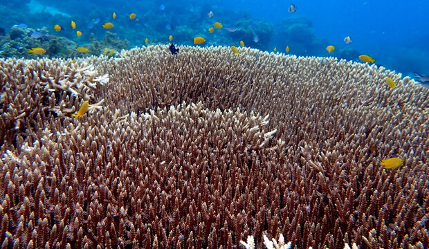 Philippines sea life