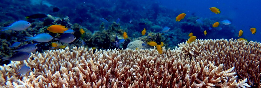 Philippines sea life