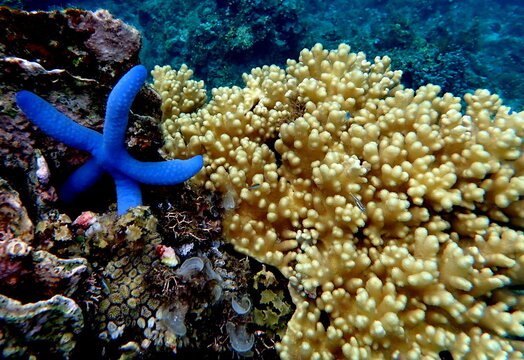 Philippines sea life