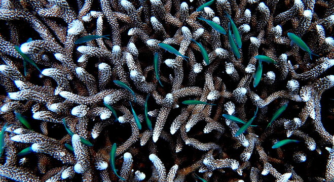 Philippines sea life
