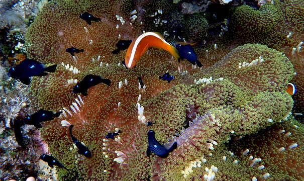 Philippines sea life
