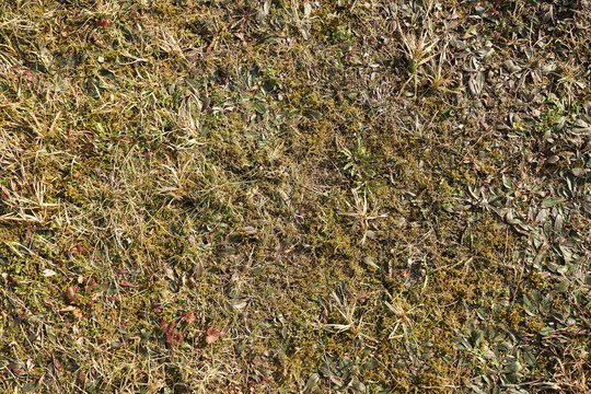 Dry grass and moss texture background. Natural ground surface with plants and vegetation. Full frame meadow pattern showing organic outdoor terrain details and seasonal nature background.