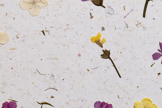 Handmade mulberry paper texture background with pressed dried flowers