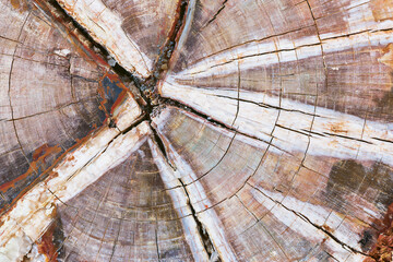 Natural abstract pattern of petrified wood with crystalline centers © frozen.Std